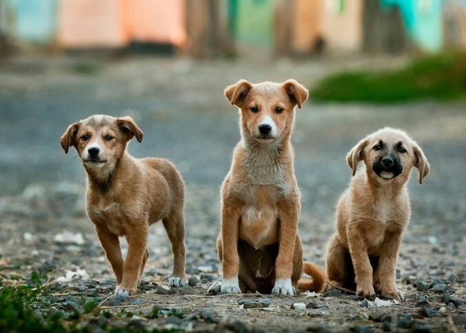 traiter les infections cutanées chez les chiens