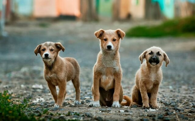 traiter les infections cutanées chez les chiens