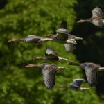 oiseaux migrateurs